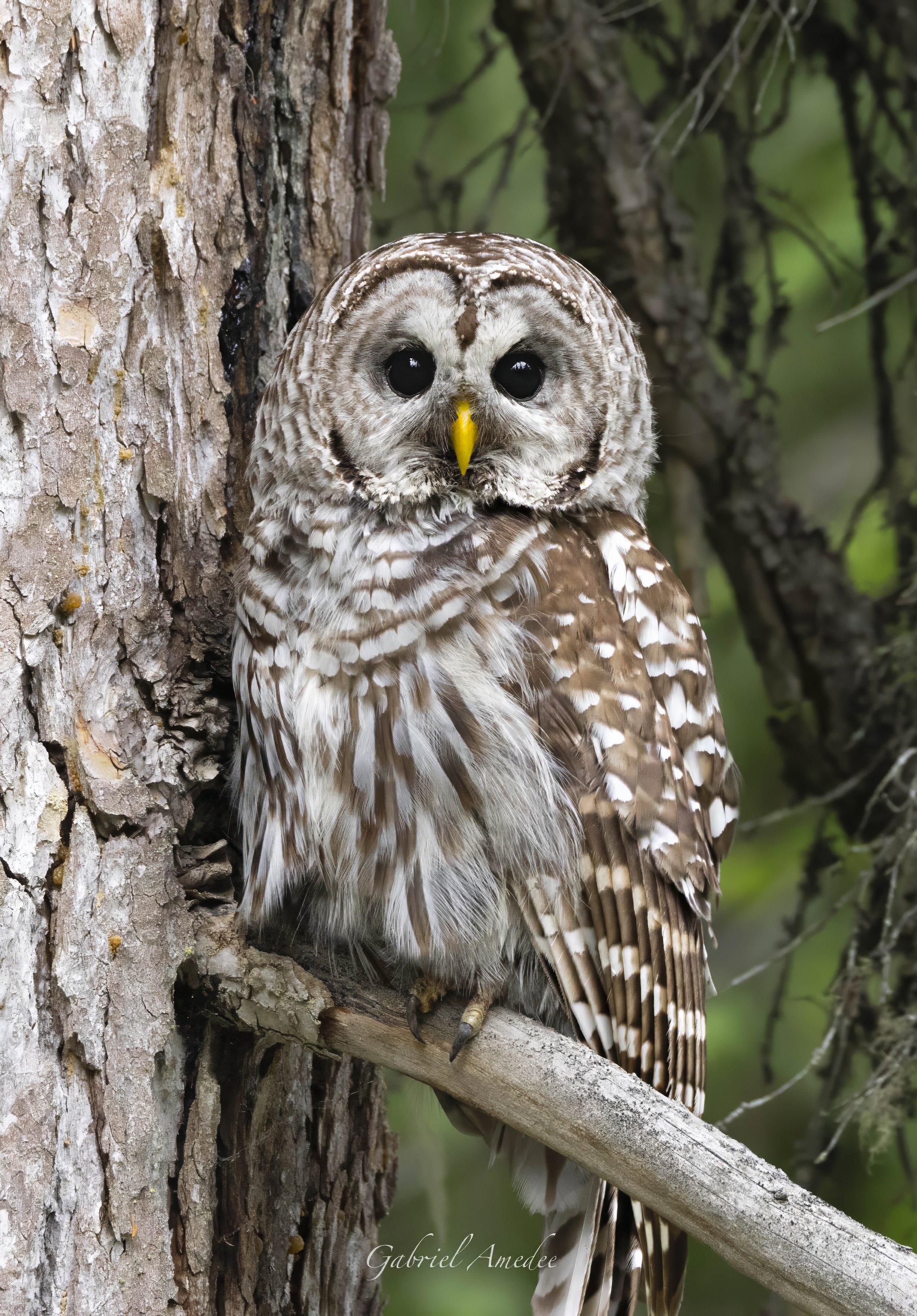 barredowl-denoise-sharpen.jpeg