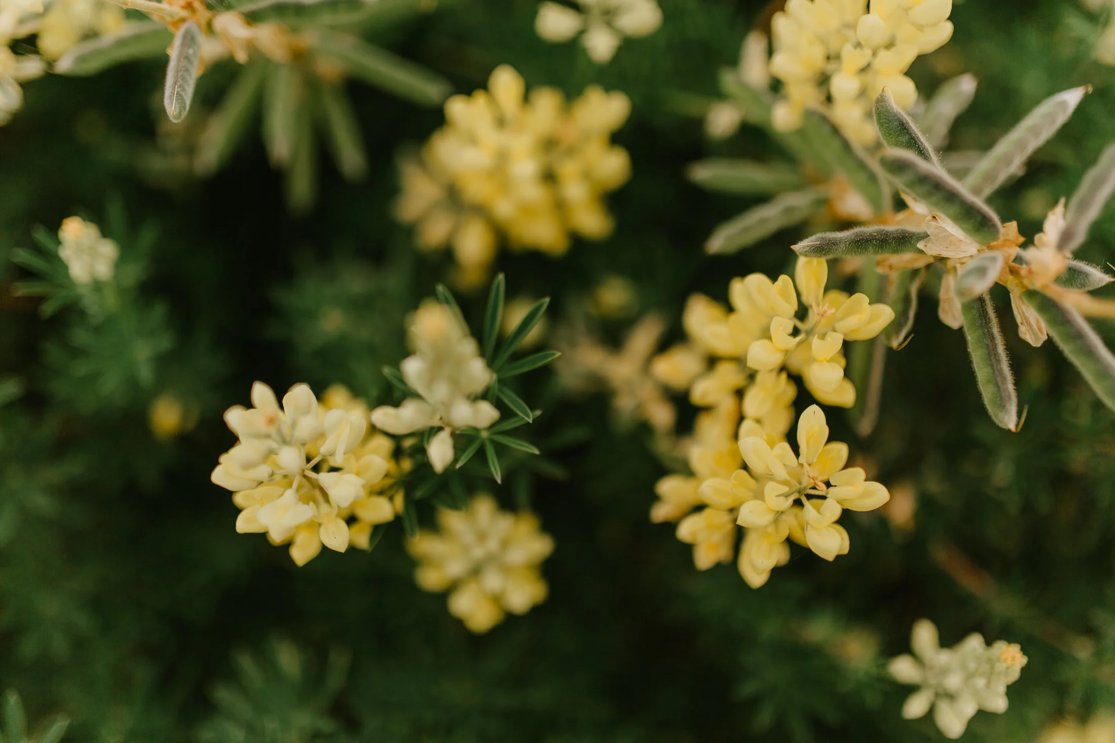 Matrimonio DANI+BENJA-baja-13.jpg
