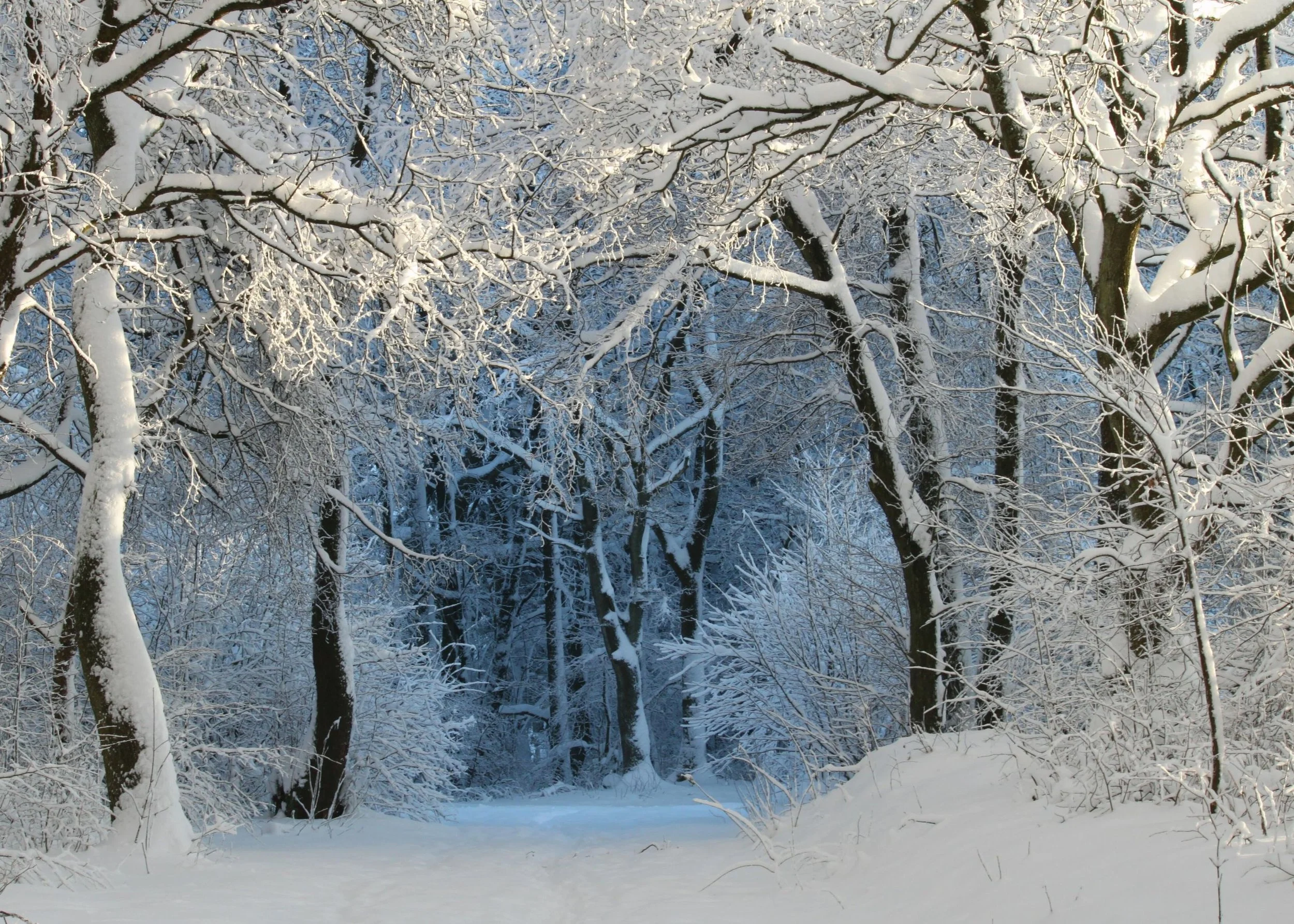 What to do in Winnipeg this Winter (2026)!