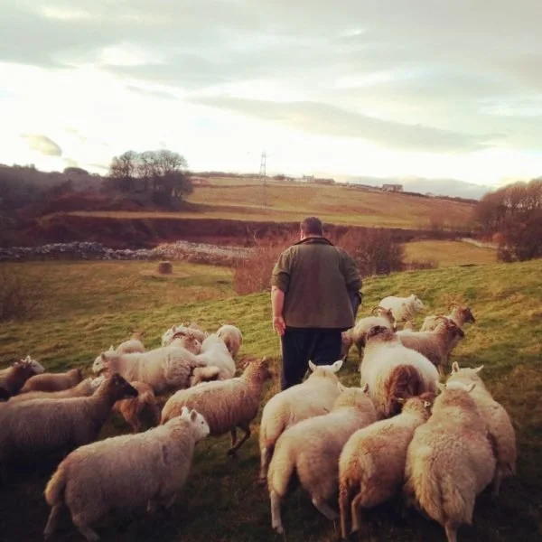 Caithness Yarns