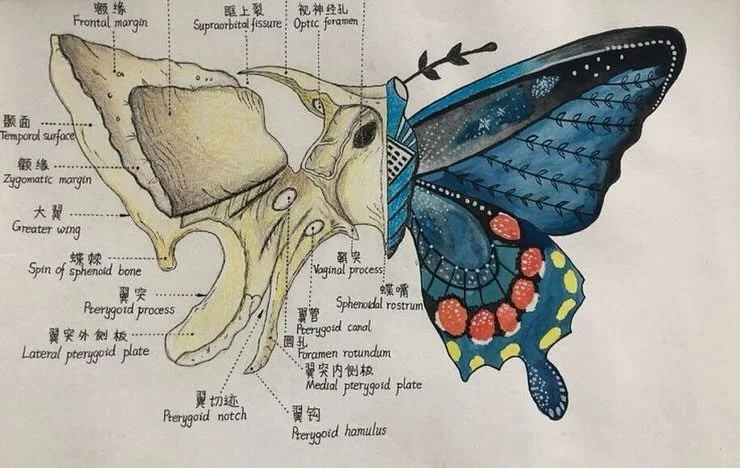 The Sphenoid: The Butterfly Bone