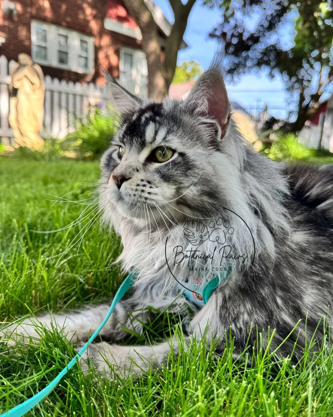 black silver tabby maine coon on harness and leash