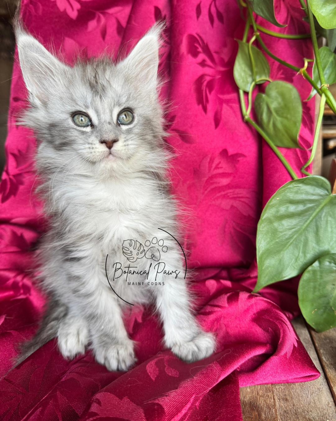 blue silver tabby female maine coon kitten