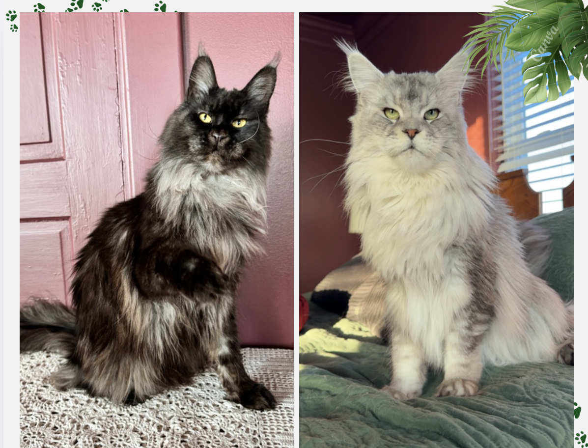 Staghorn & Raven's Litter →