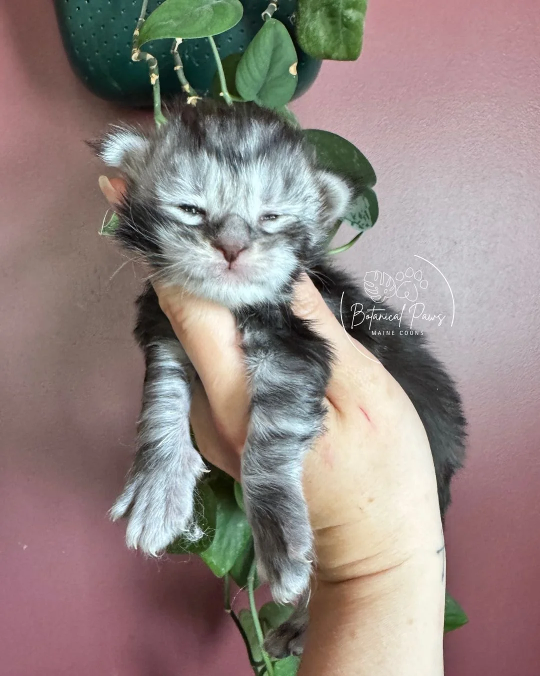 black silver tabby male maine coon kitten