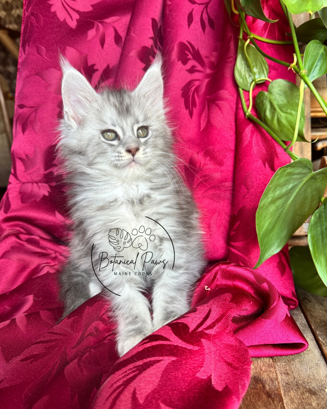 blue silver tabby female maine coon kitten