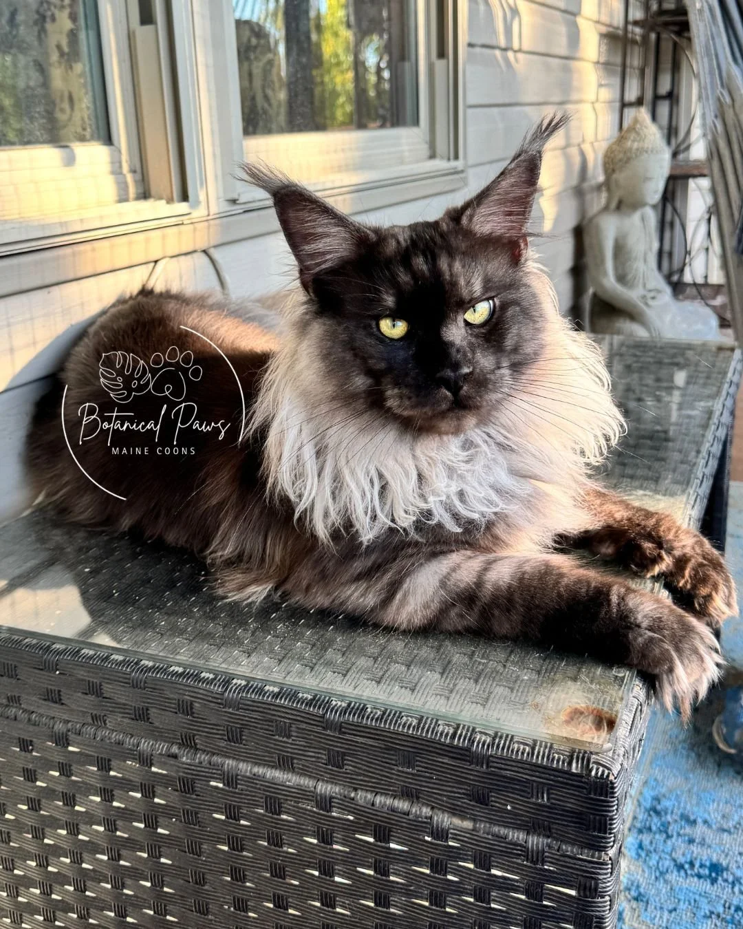 black smoke maine coon lying on table