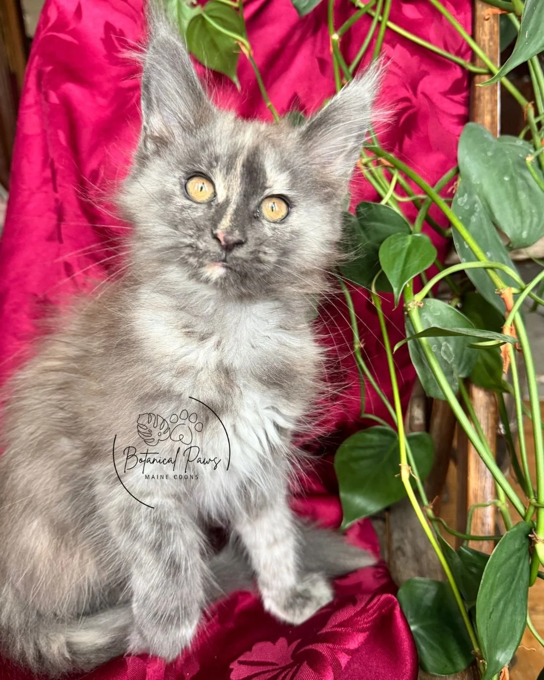 blue smoke tortie female maine coon kitten