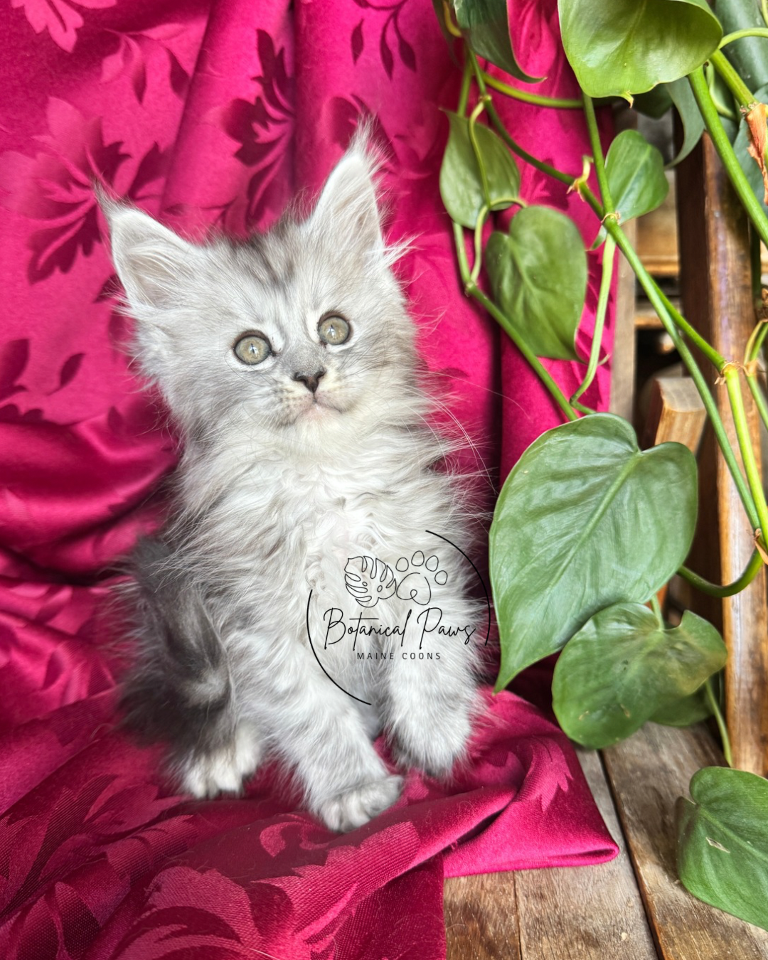 black silver tabby female maine coon kitten