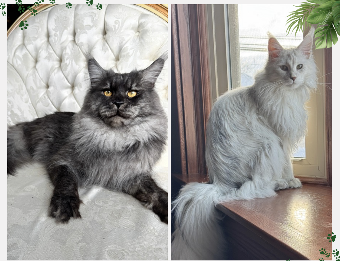 Lux & Maria's Litter →