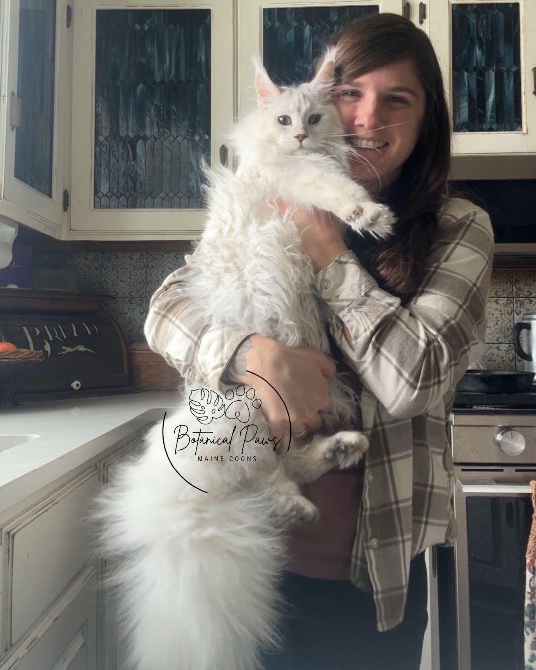 Maine Coon breeder holding shaded maine coon