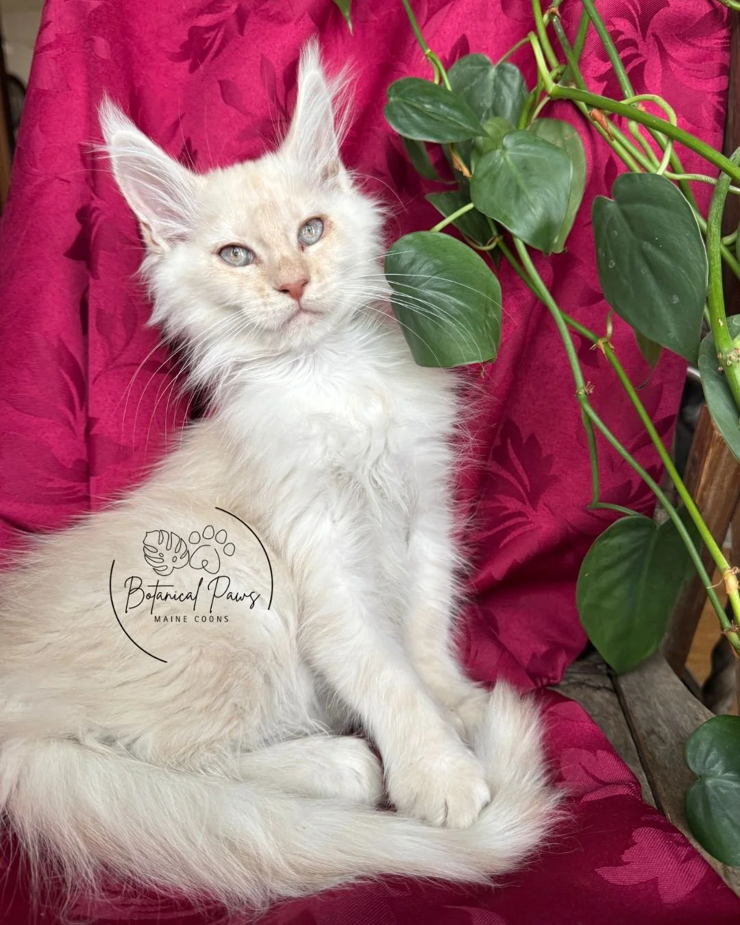 cream smoke male maine coon kitten