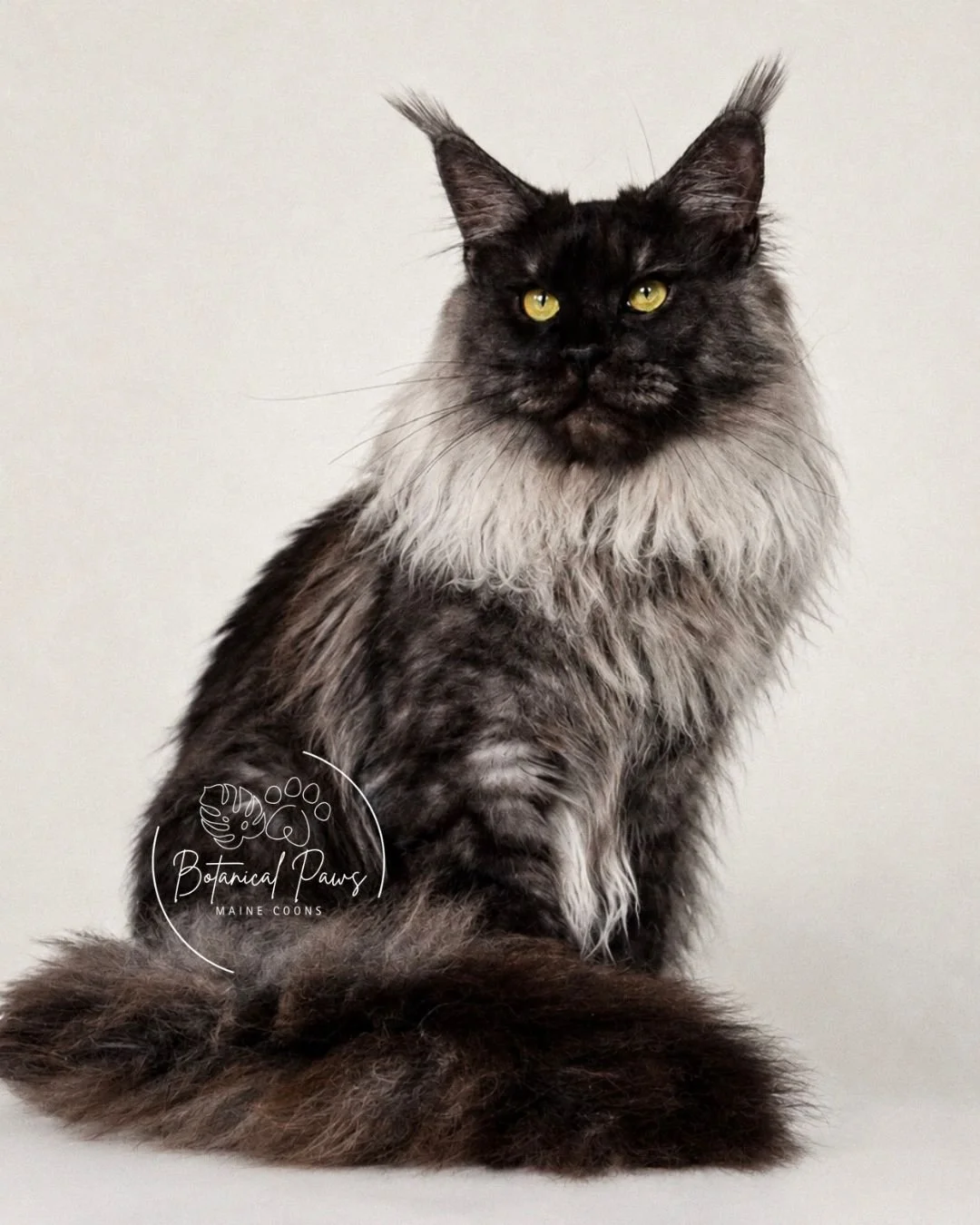 black smoke maine coon