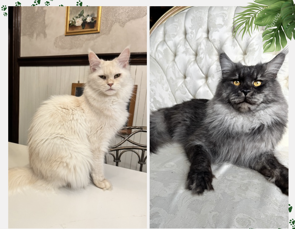 Lux & Etta's Litter →