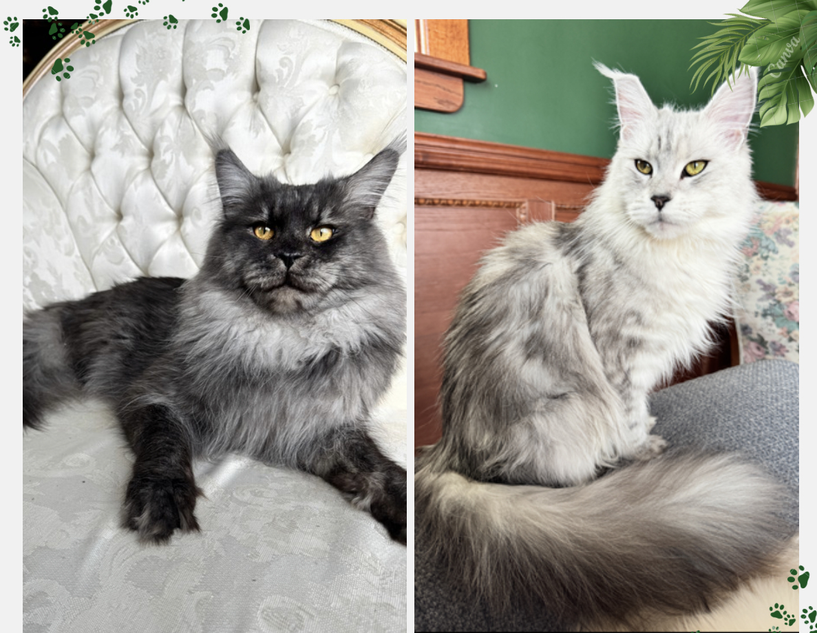Lux & Jade's Litter →
