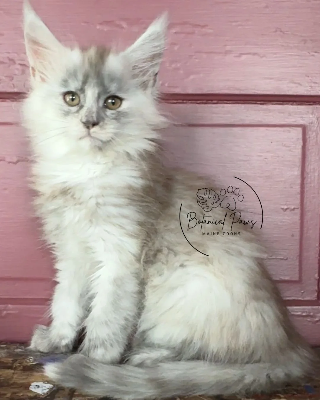 black smoke tortie female maine coon kitten