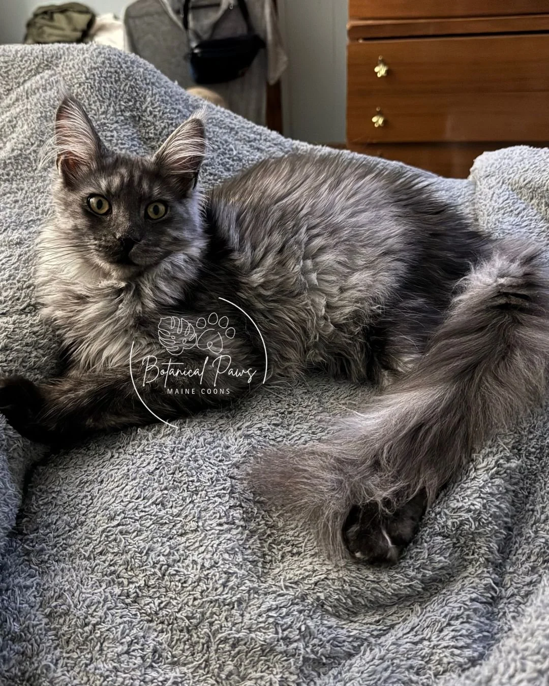 Black Smoke Maine Coon previous kitten from Botanical Paws