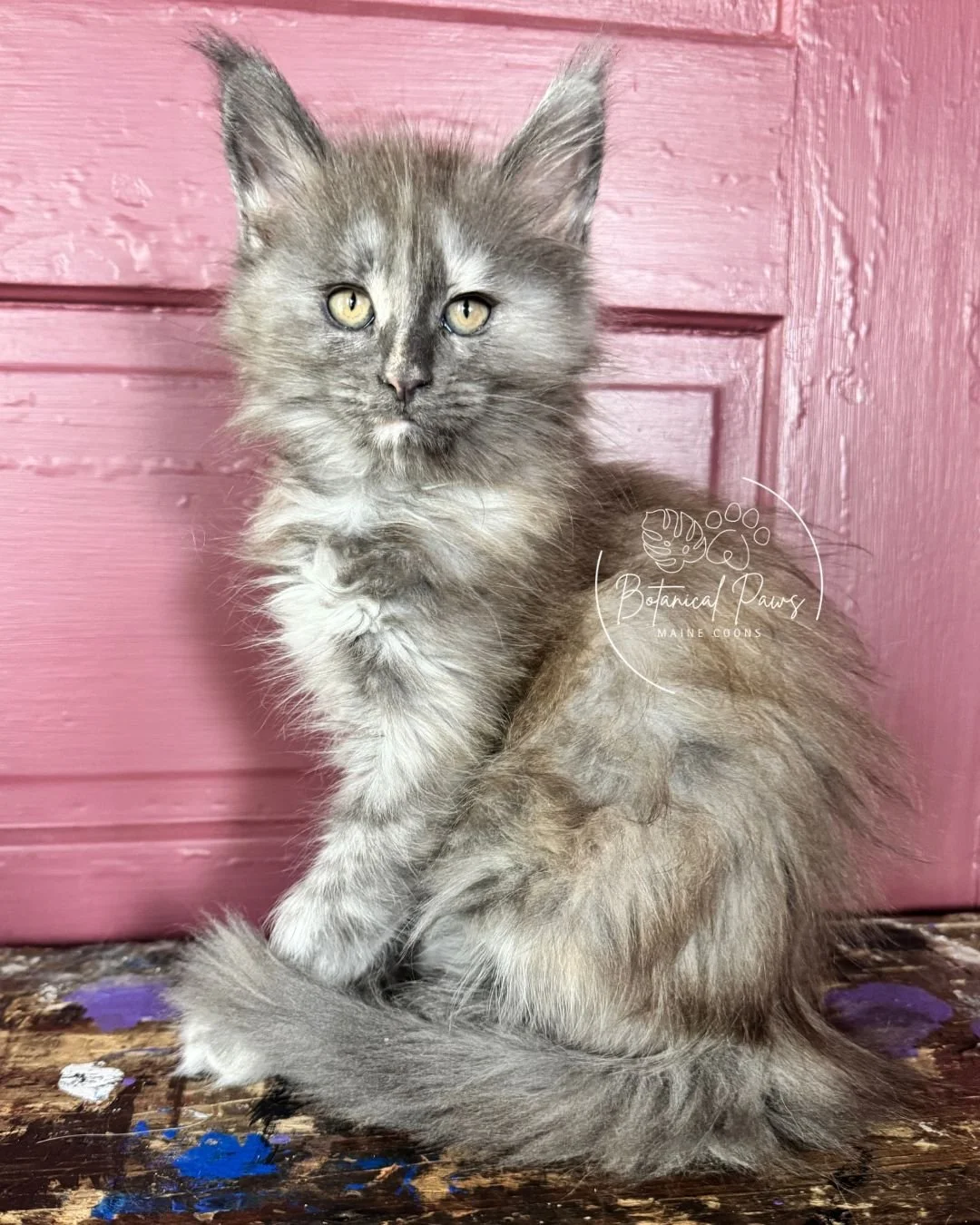 blue smoke tortie female maine coon kitten