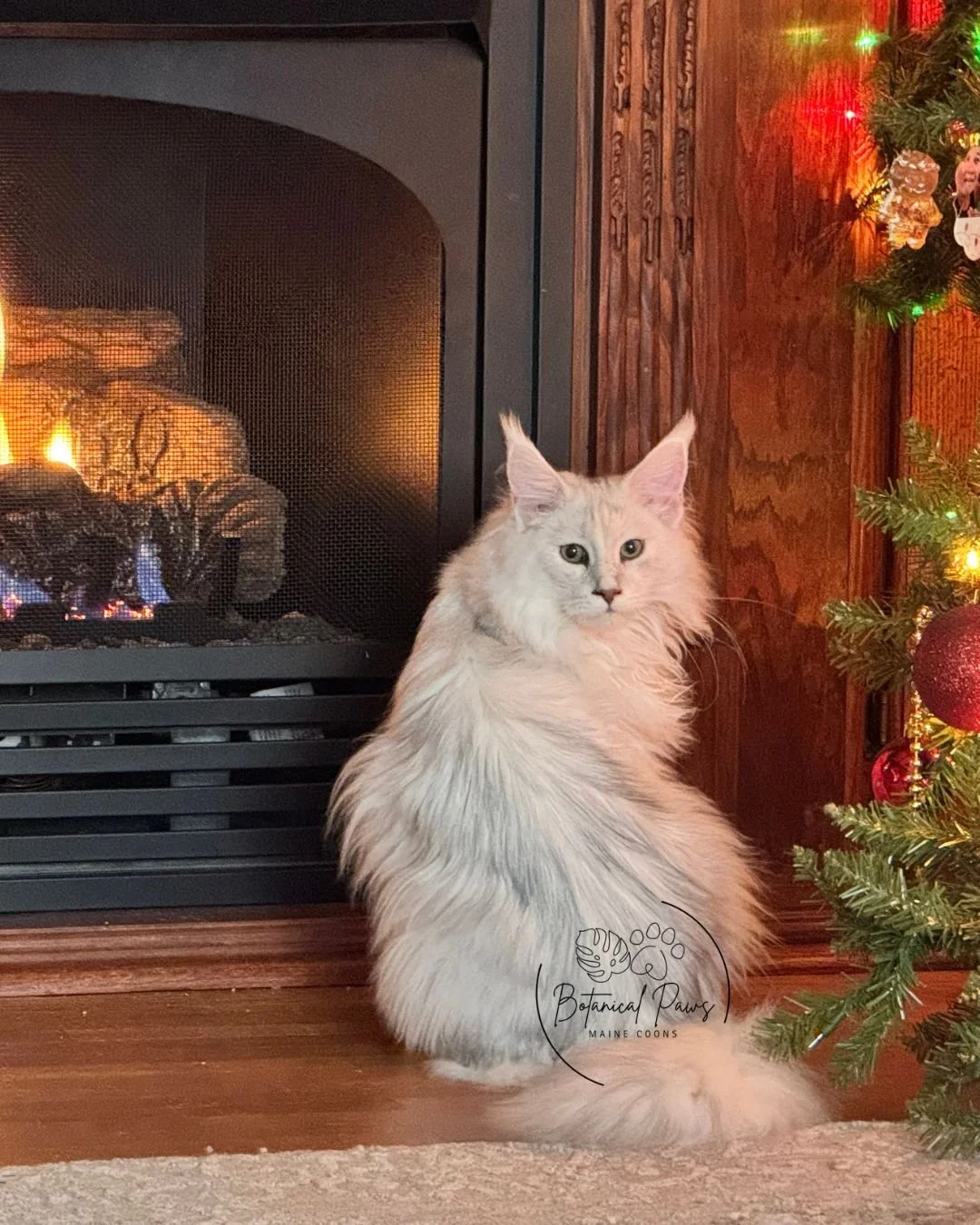 shaded Maine Coon sitting in front of a fireplace
