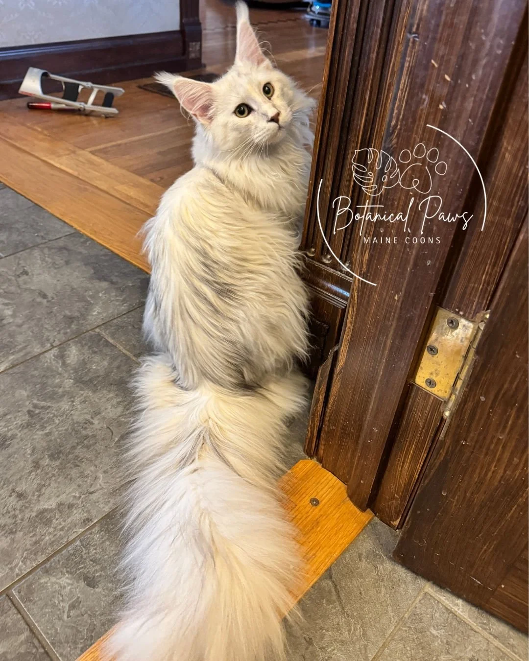 blue torbie shaded maine coon with fluffy tail