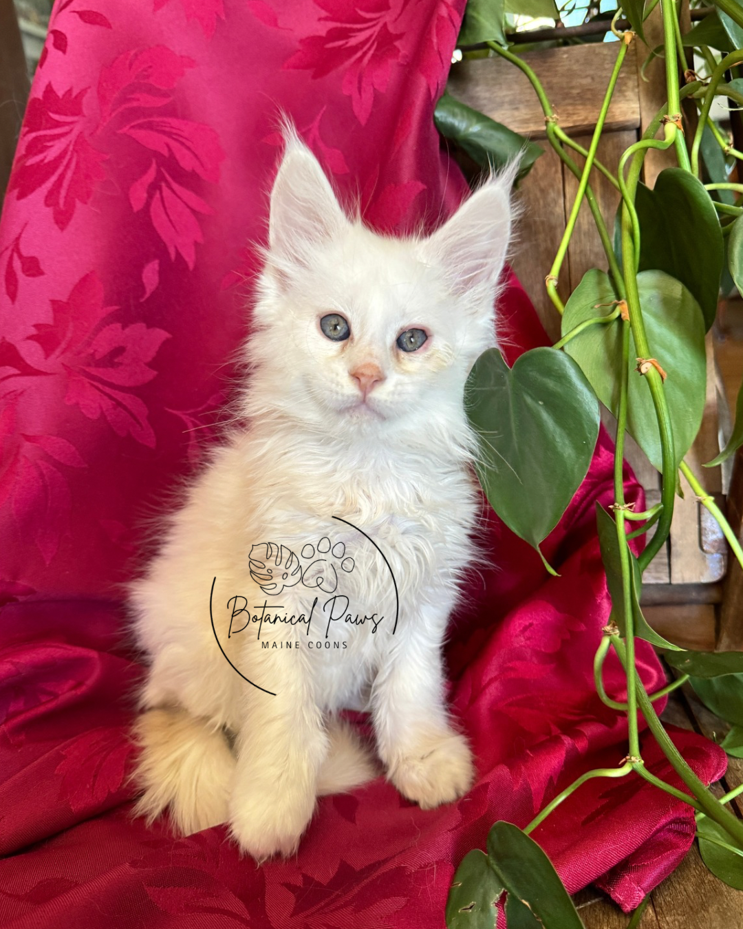cream shaded male maine coon kitten