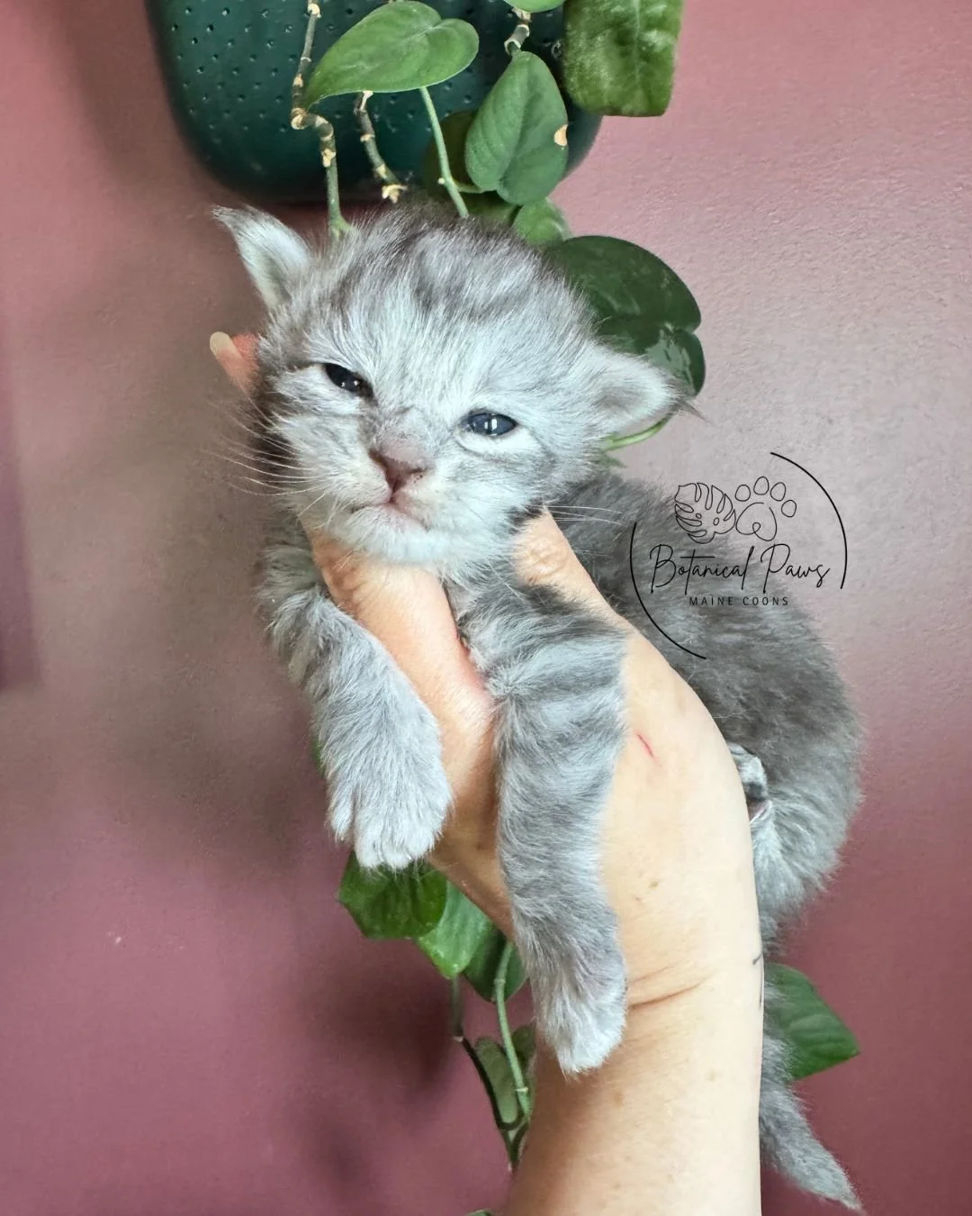 blue silver tabby female maine coon kitten