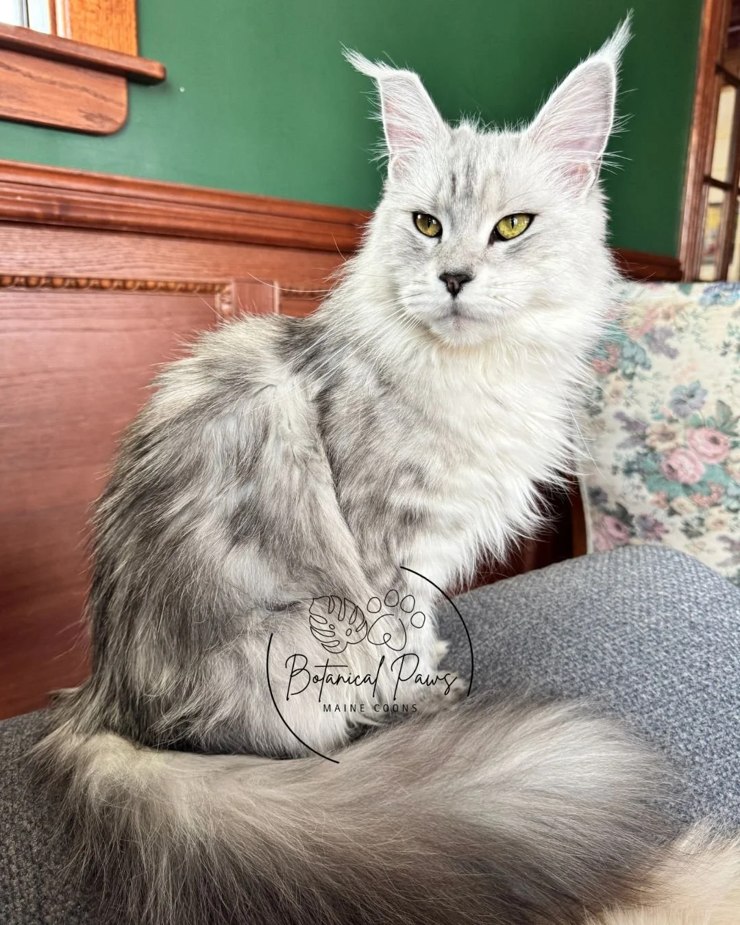 black silver tabby maine coon sitting on blue recliner