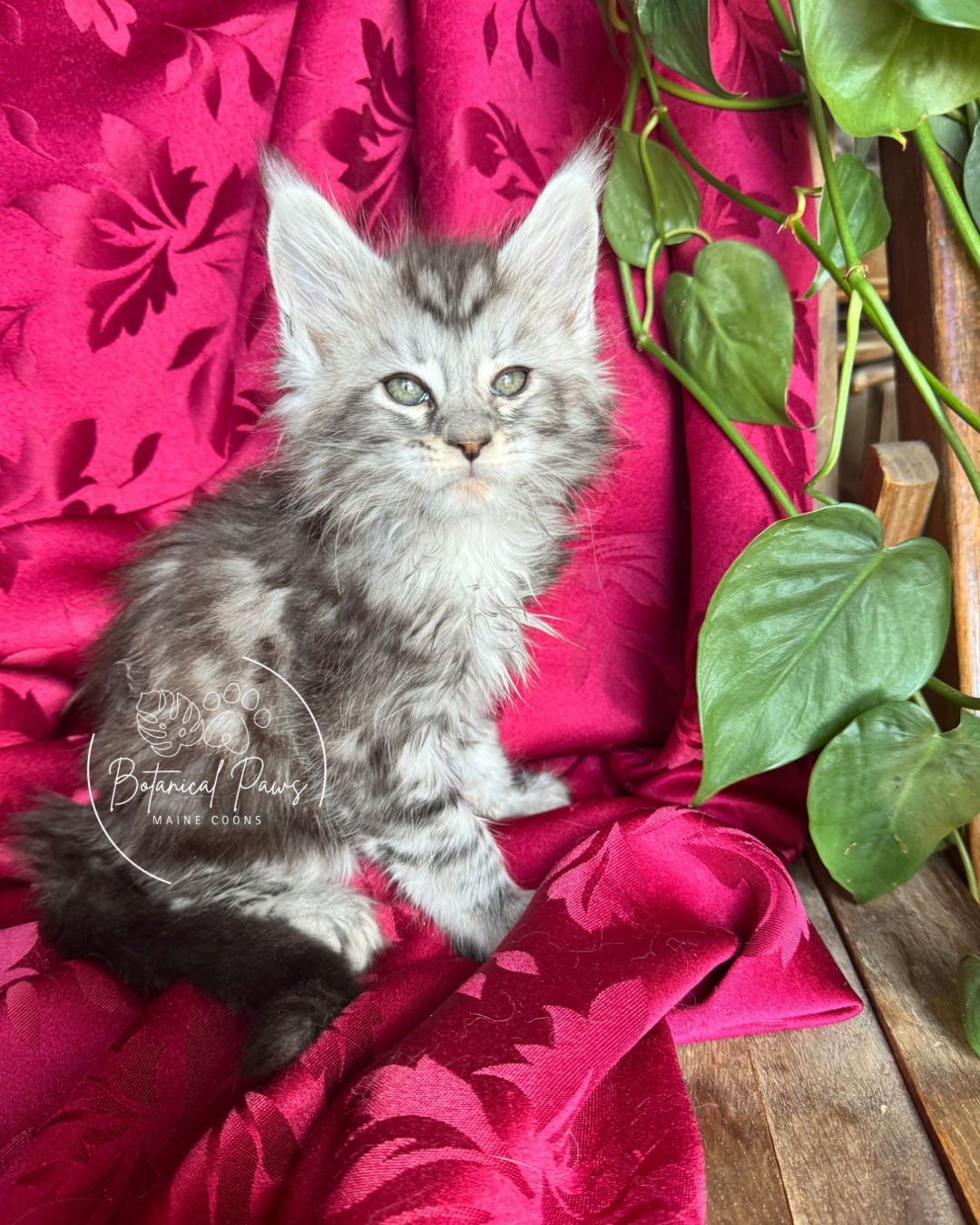 black silver tabby male maine coon kitten