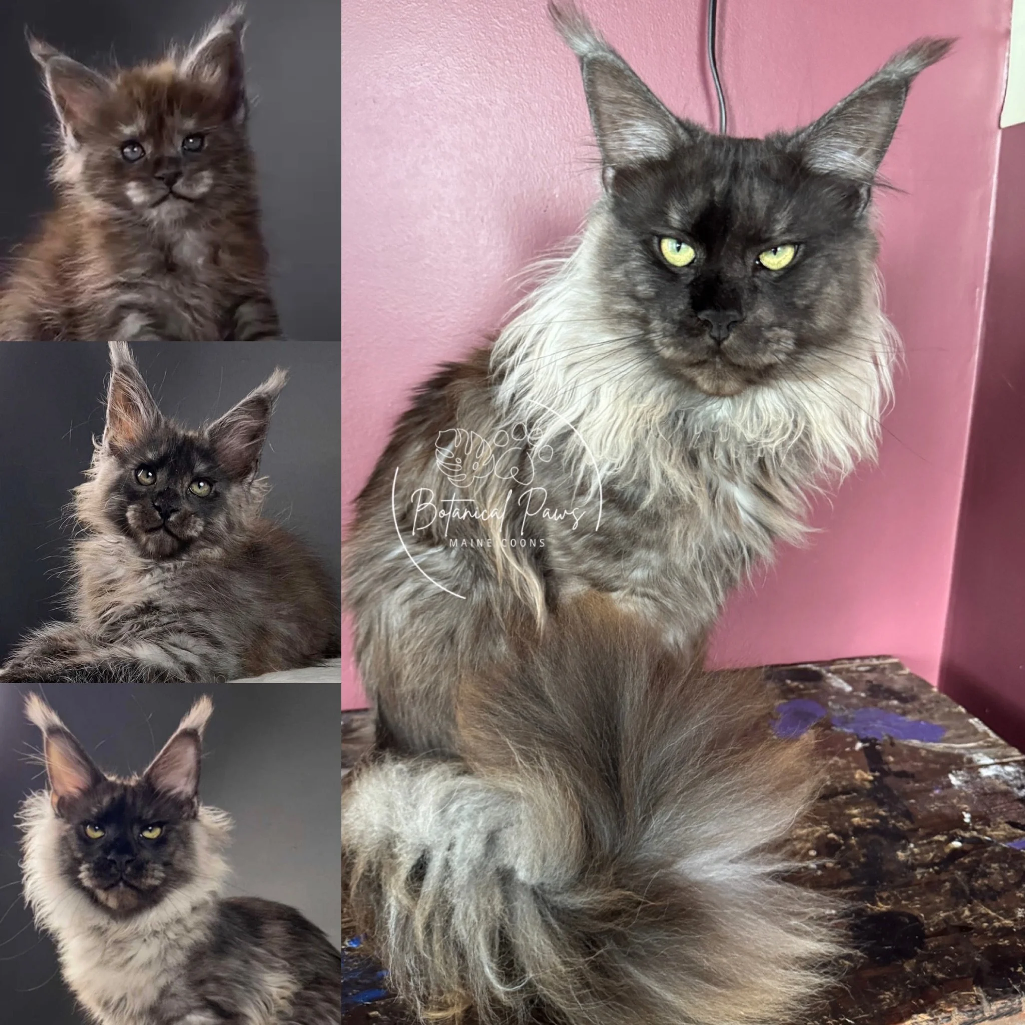growth of black smoke maine coon