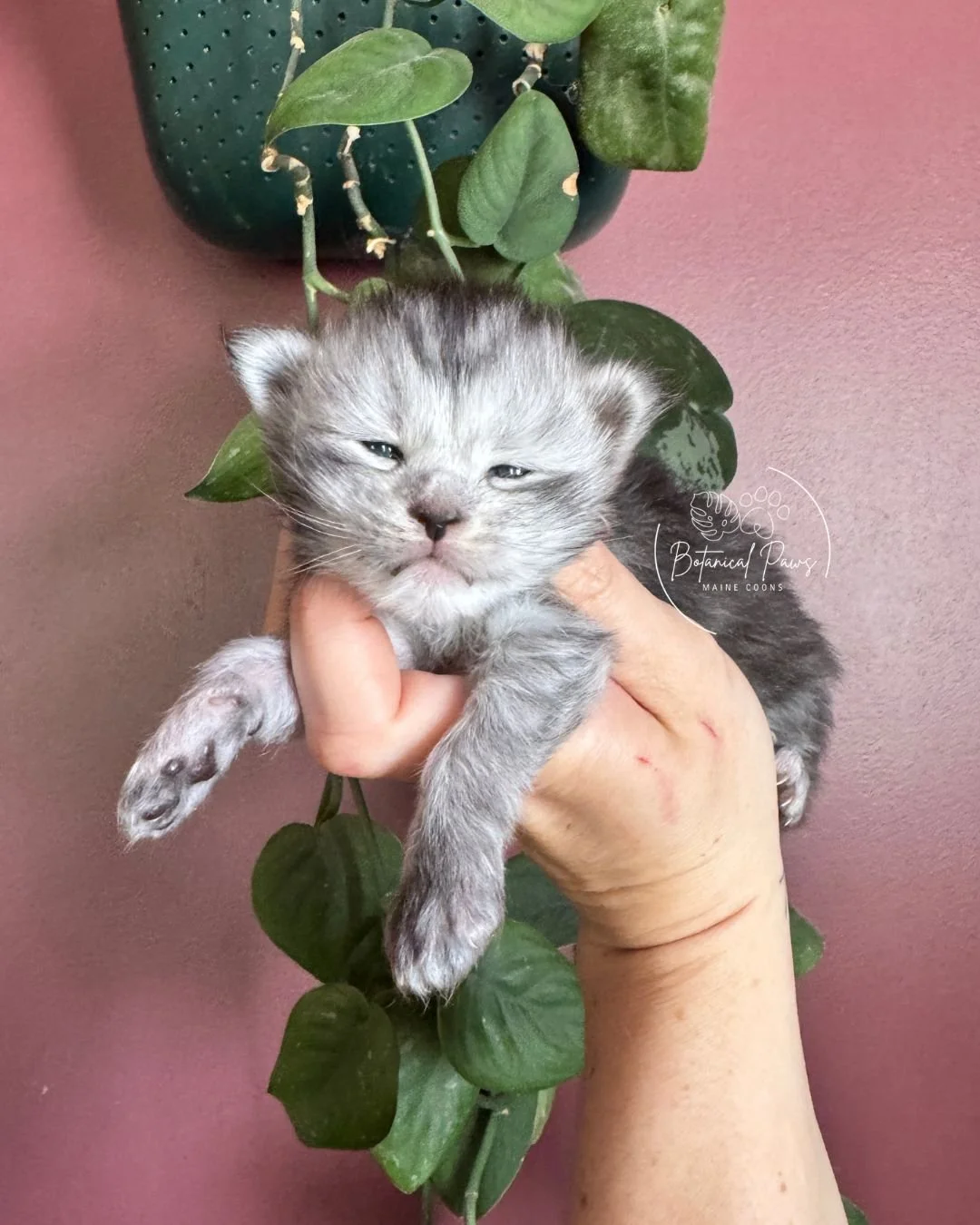 black silver tabby female maine coon kitten