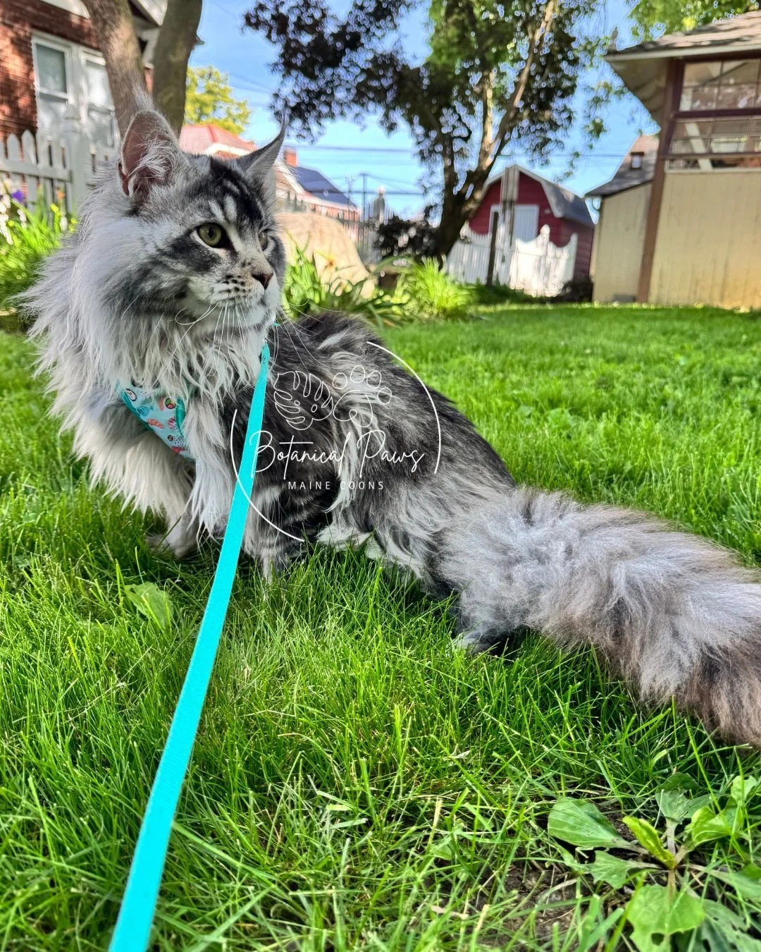maine coon in grass on a harness and leash