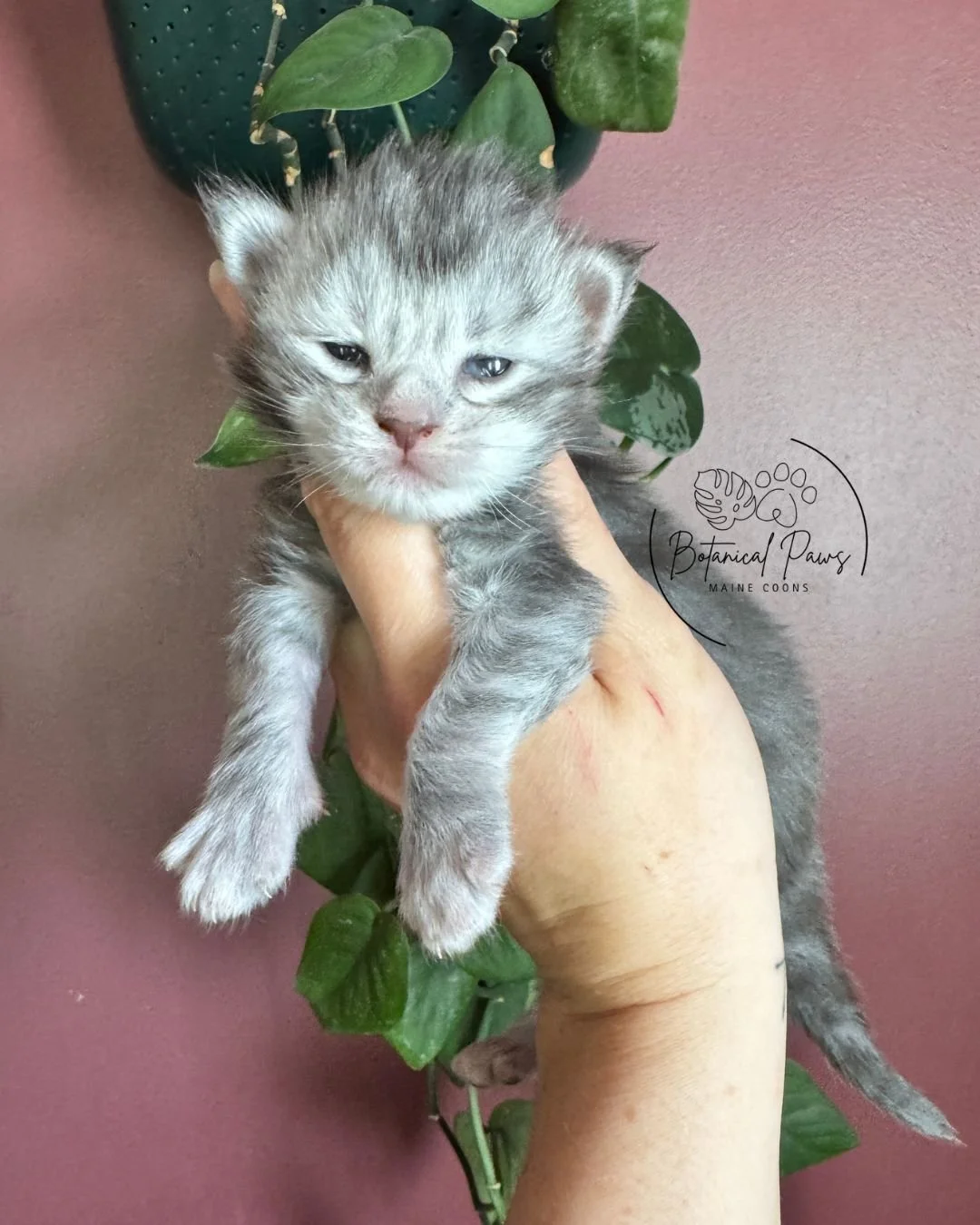 blue silver tabby female maine coon kitten