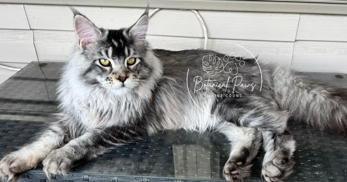 black silver tabby maine coon laying on table in catio