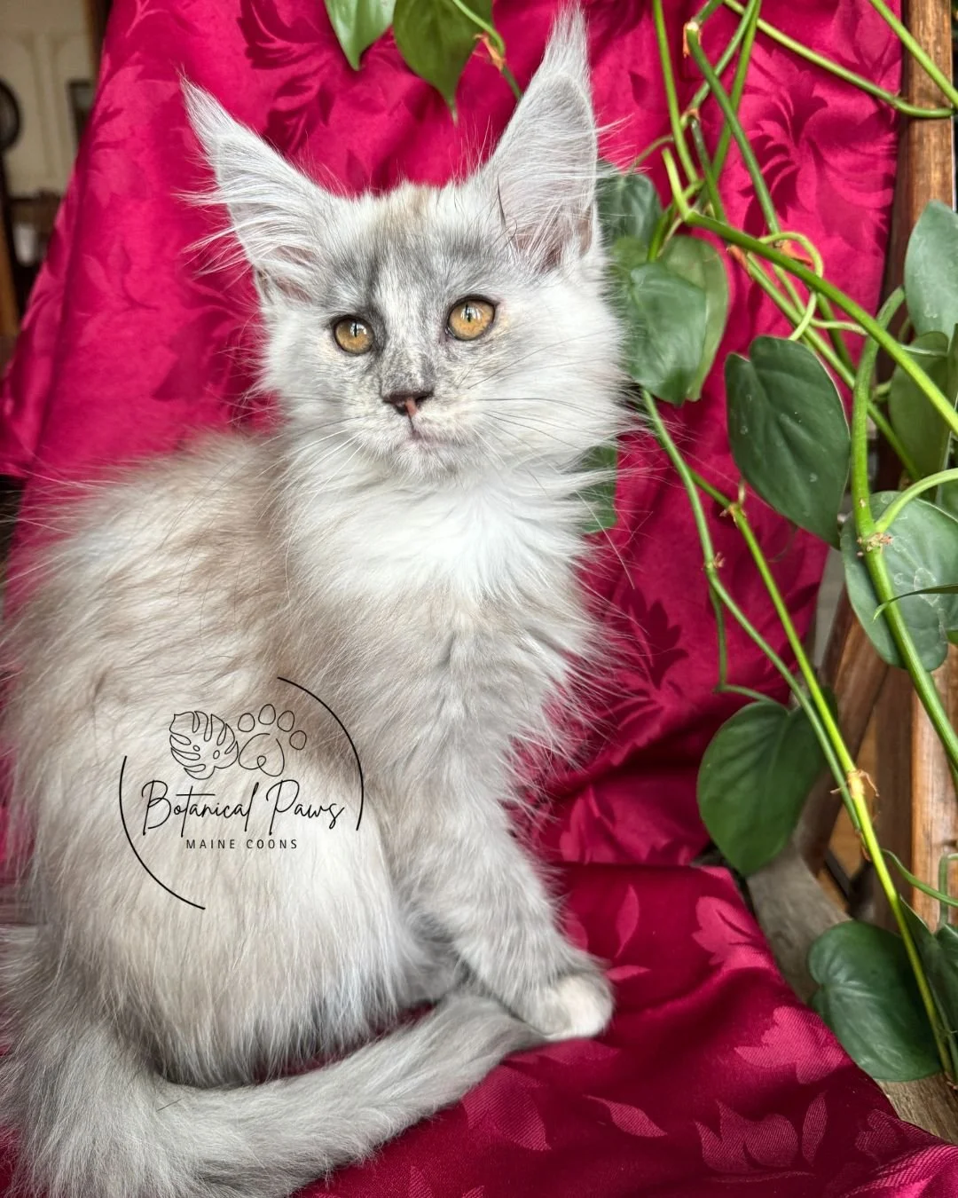 black smoke tortie female maine coon kitten