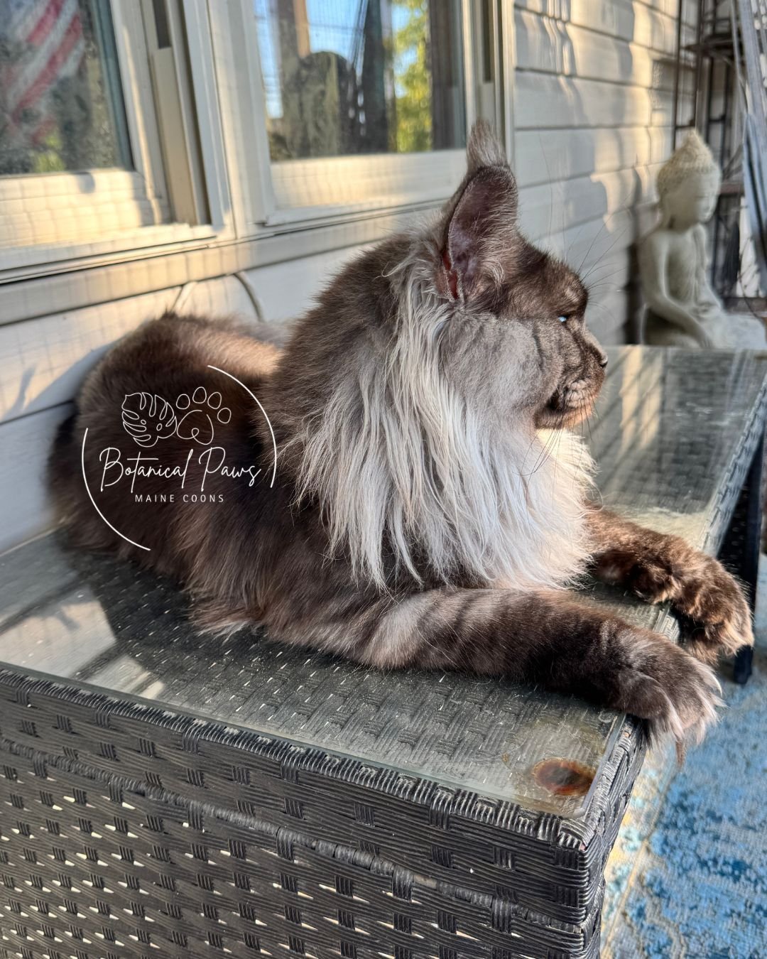 black smoke maine coon laying on table on catio