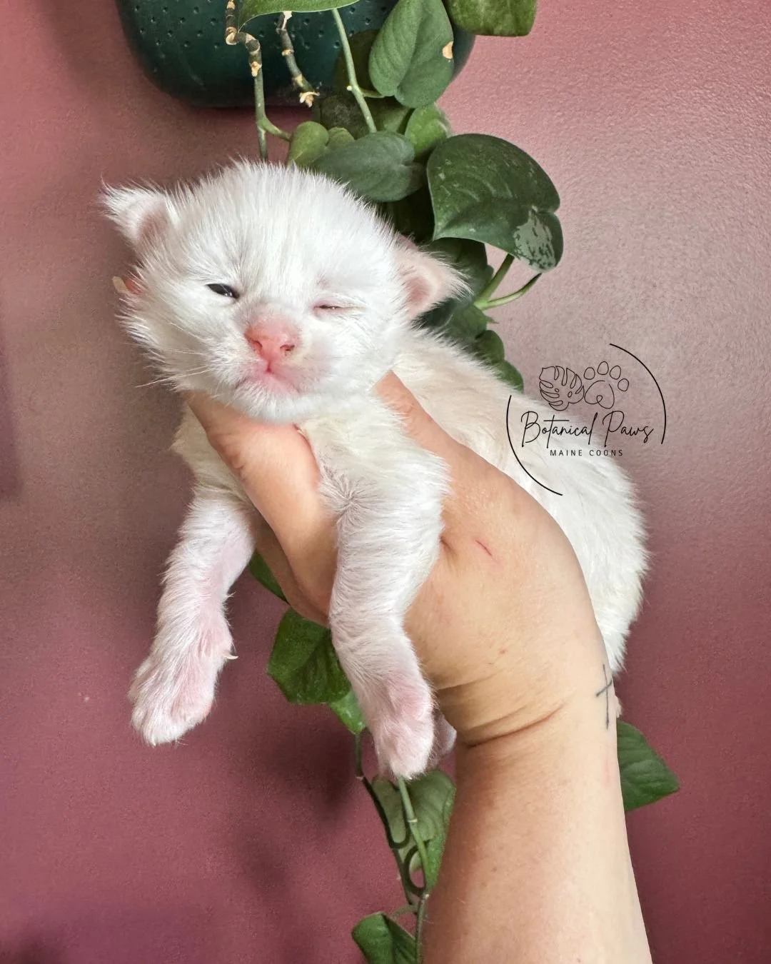 cream shaded male maine coon kitten