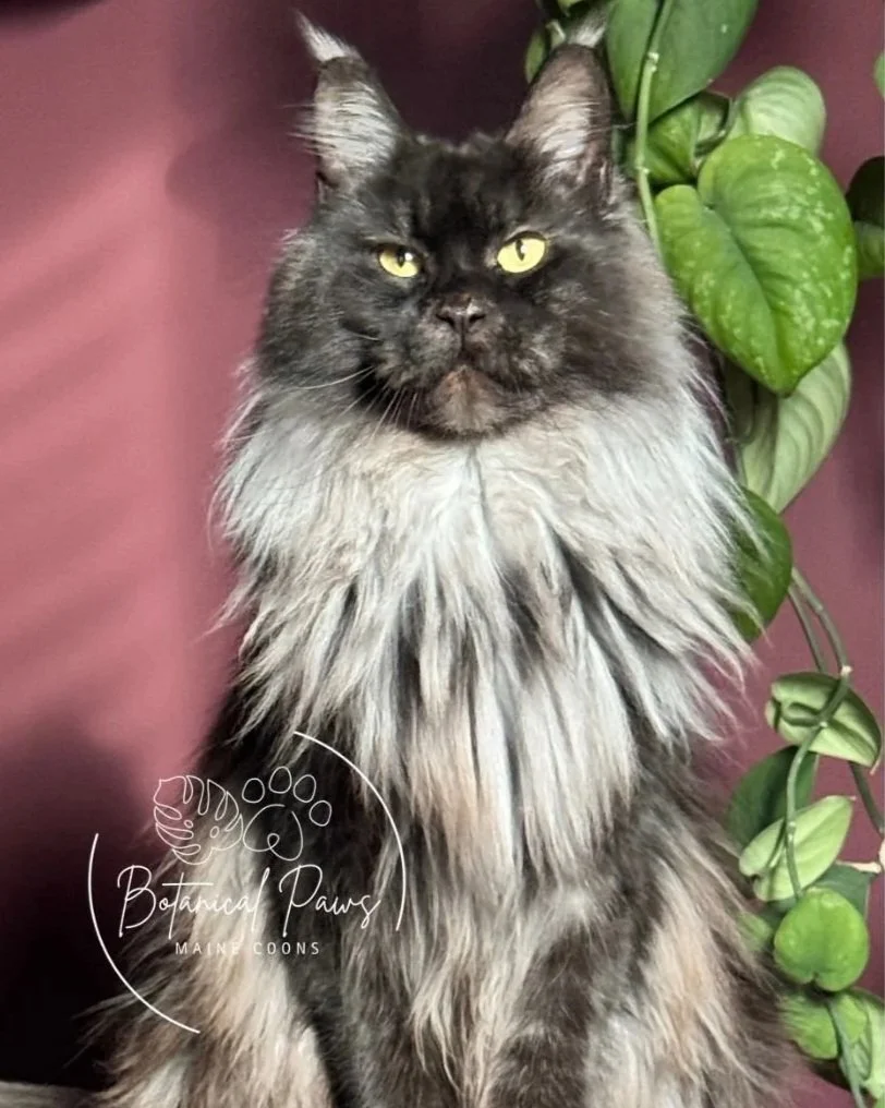 black smoke maine coon sitting in front of trailing plant