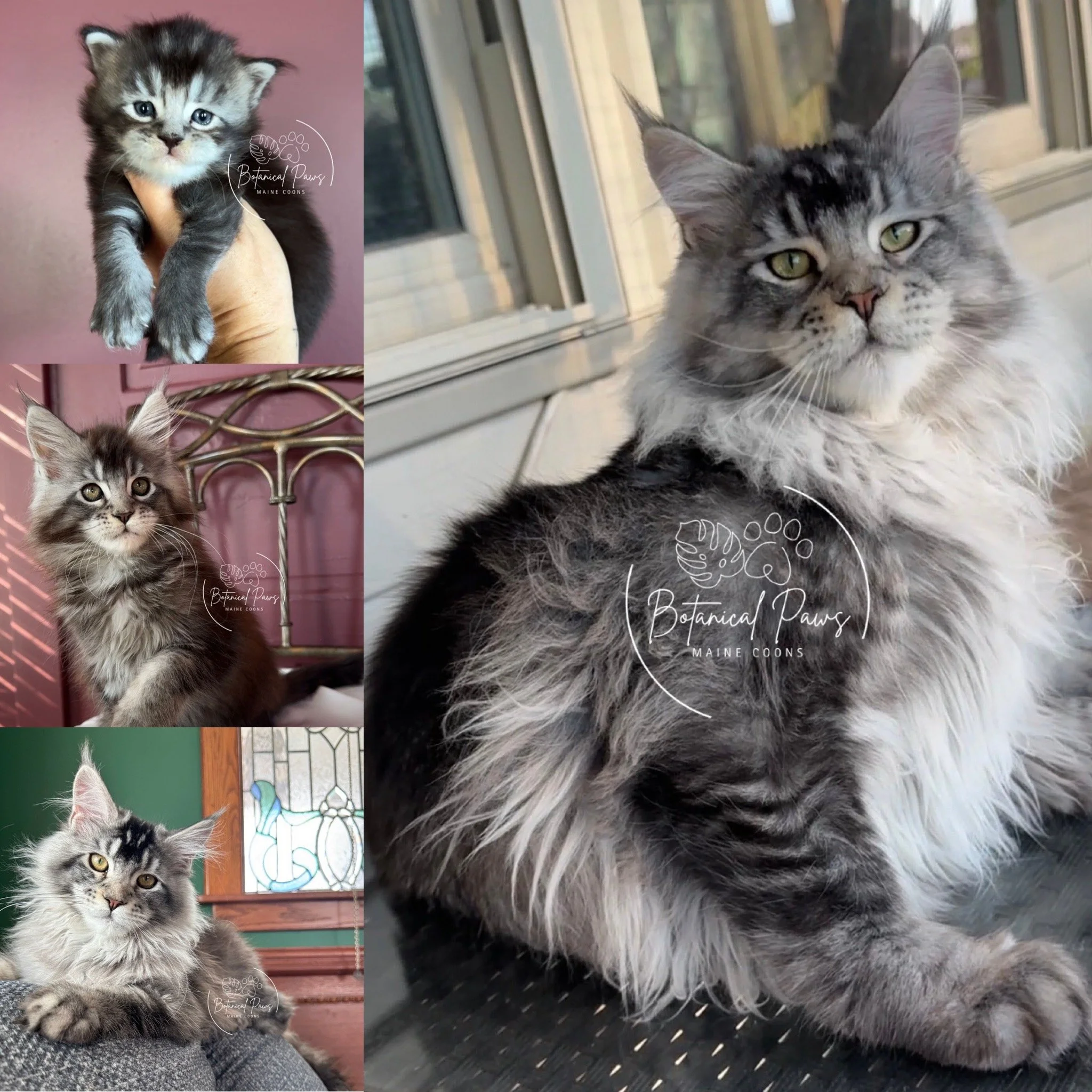 black silver tabby maine coon growth