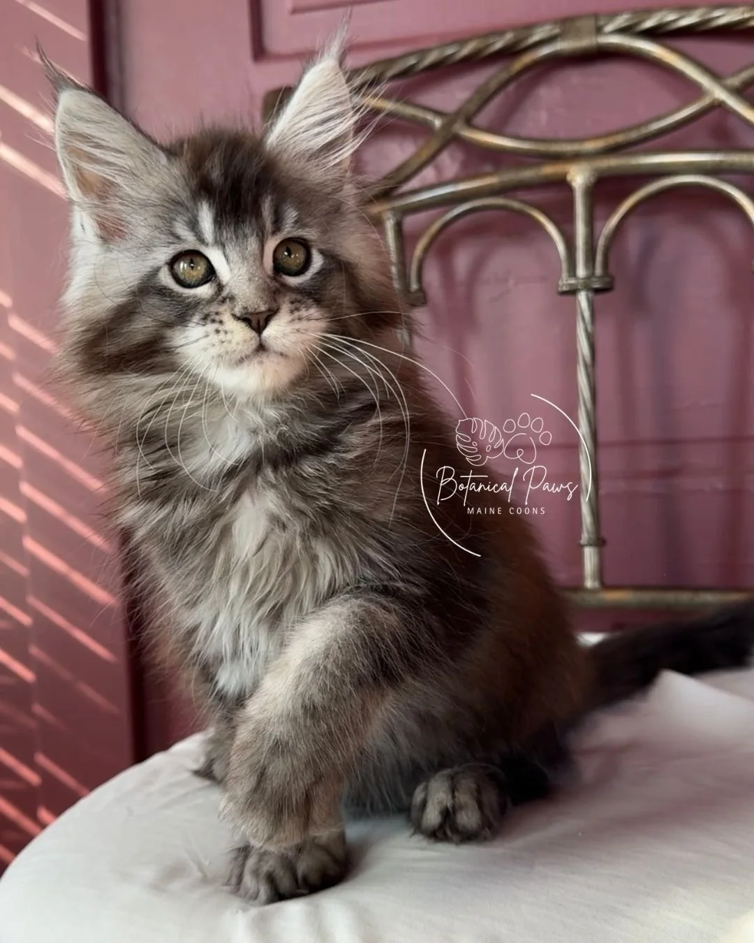 black silver tabby maine coon kitten sitting on chair