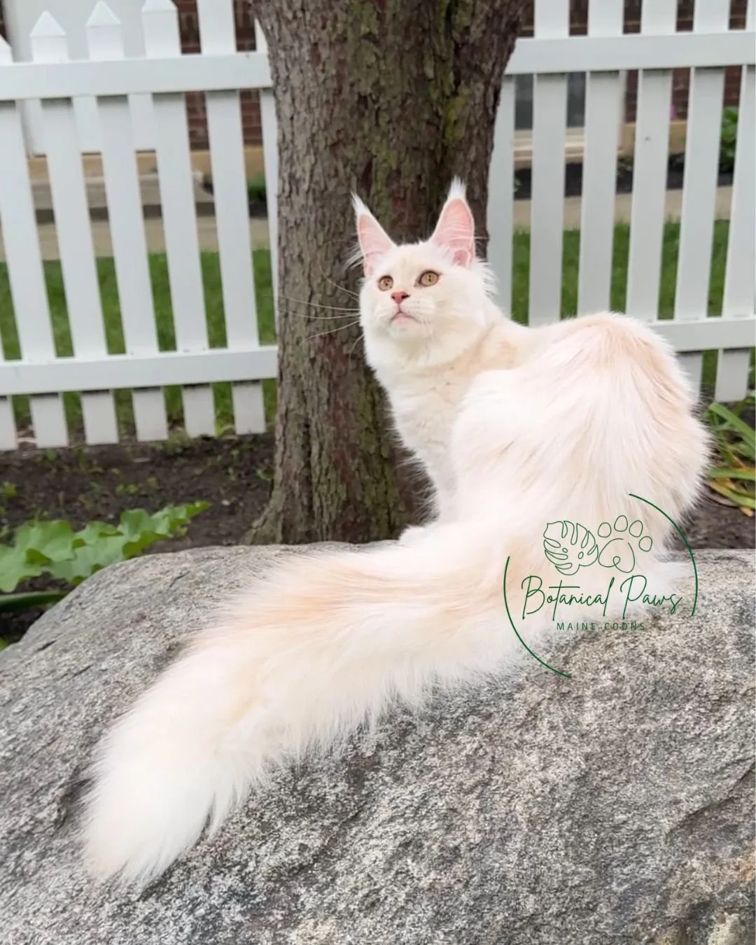 cream smoke female maine coon sitting on rock outdoors