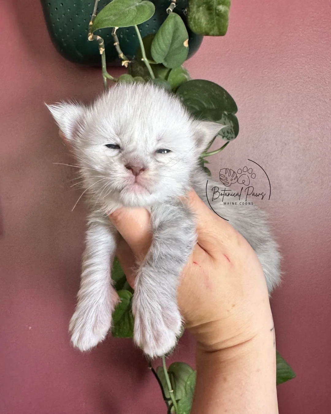 blue shaded female maine coon kitten