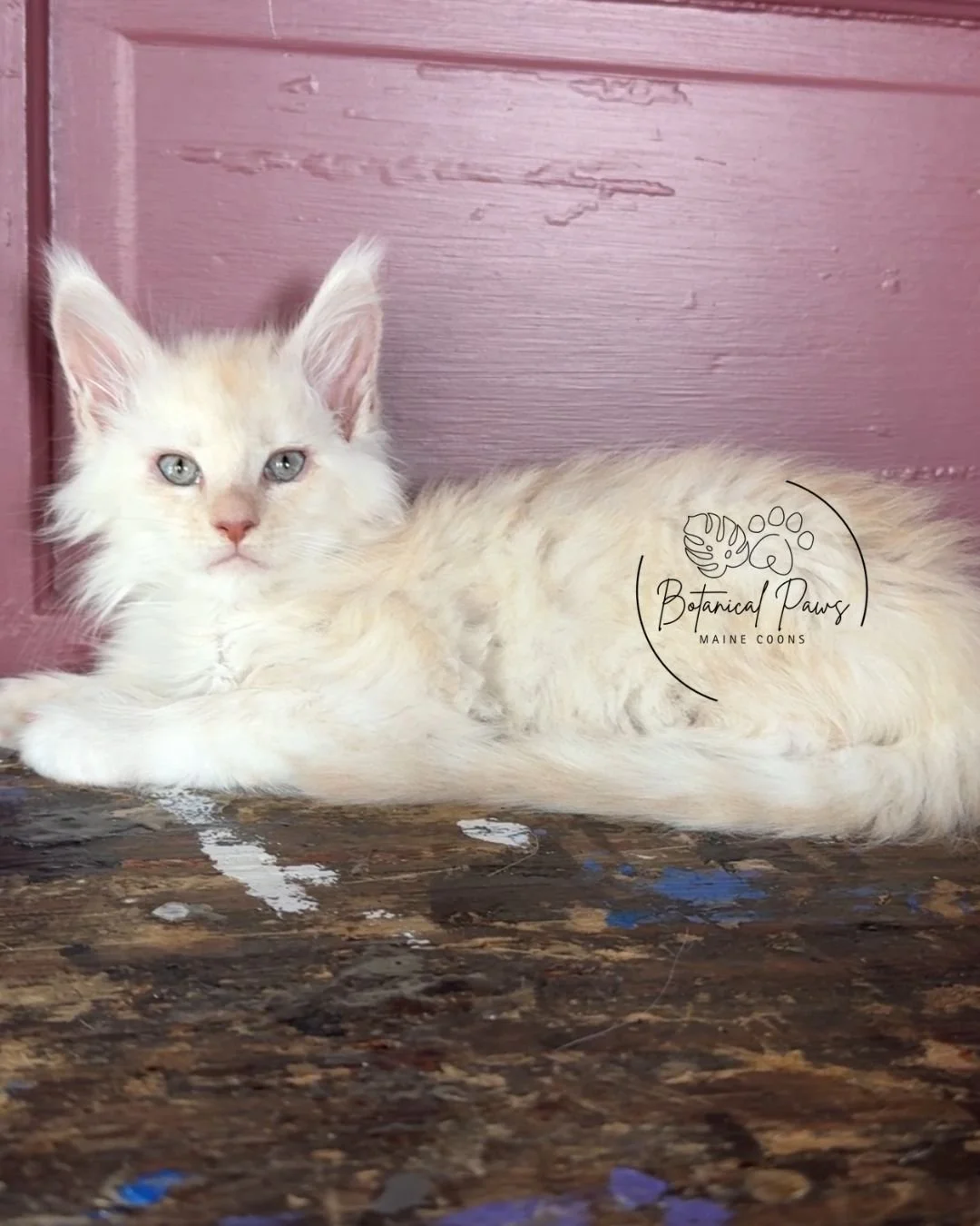 cream smoke male maine coon kitten
