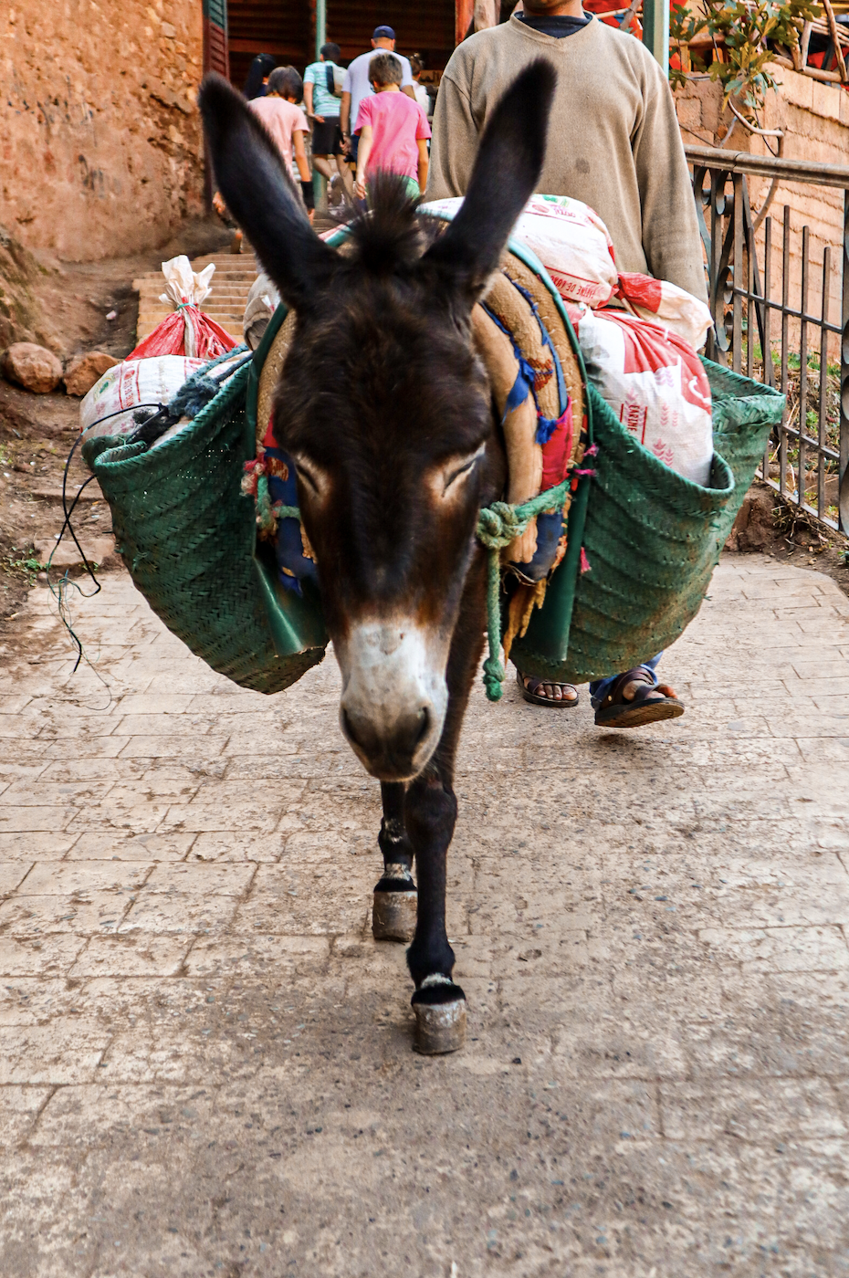 Donkey in Morocco.png