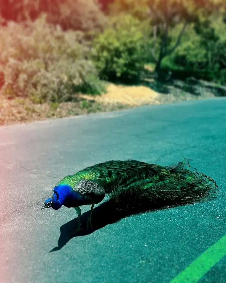 The Ones Made from the Same Star (A Modern Update to Plato’s Theory)