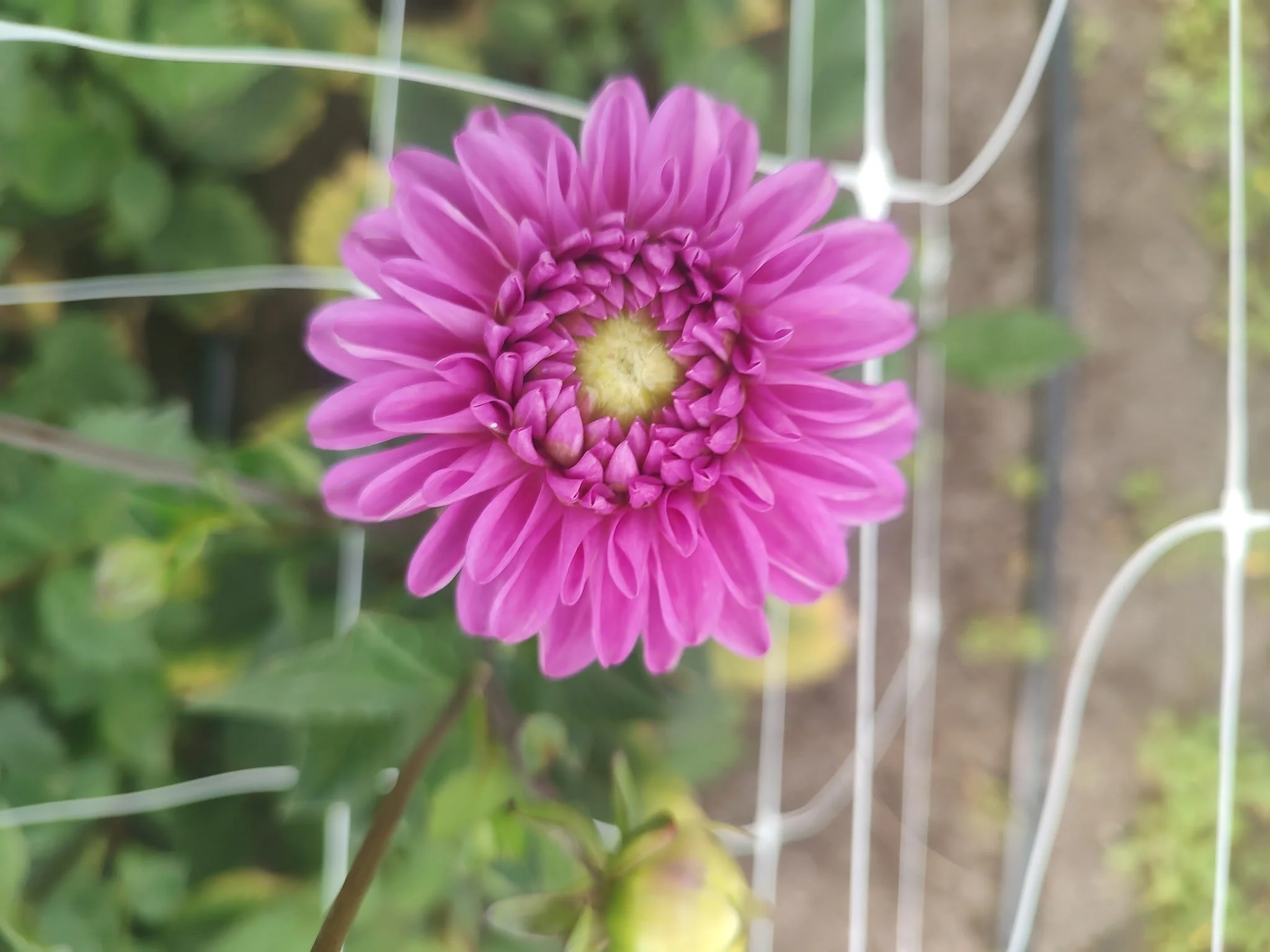 Beauty of a Dahlia.jpg