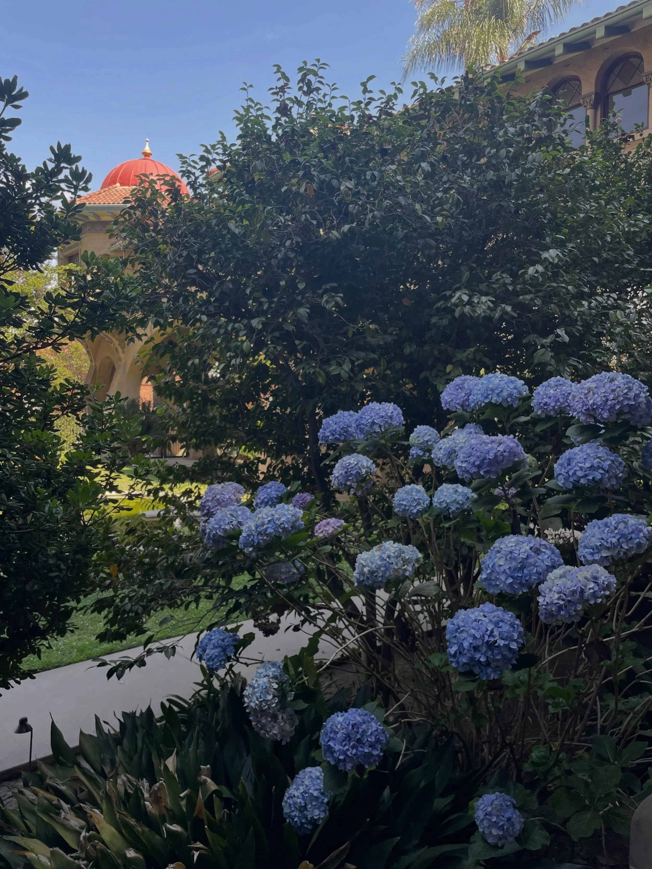 Stunning hydrangea bushes in full bloom at the Castle Green today! #castlegreen
