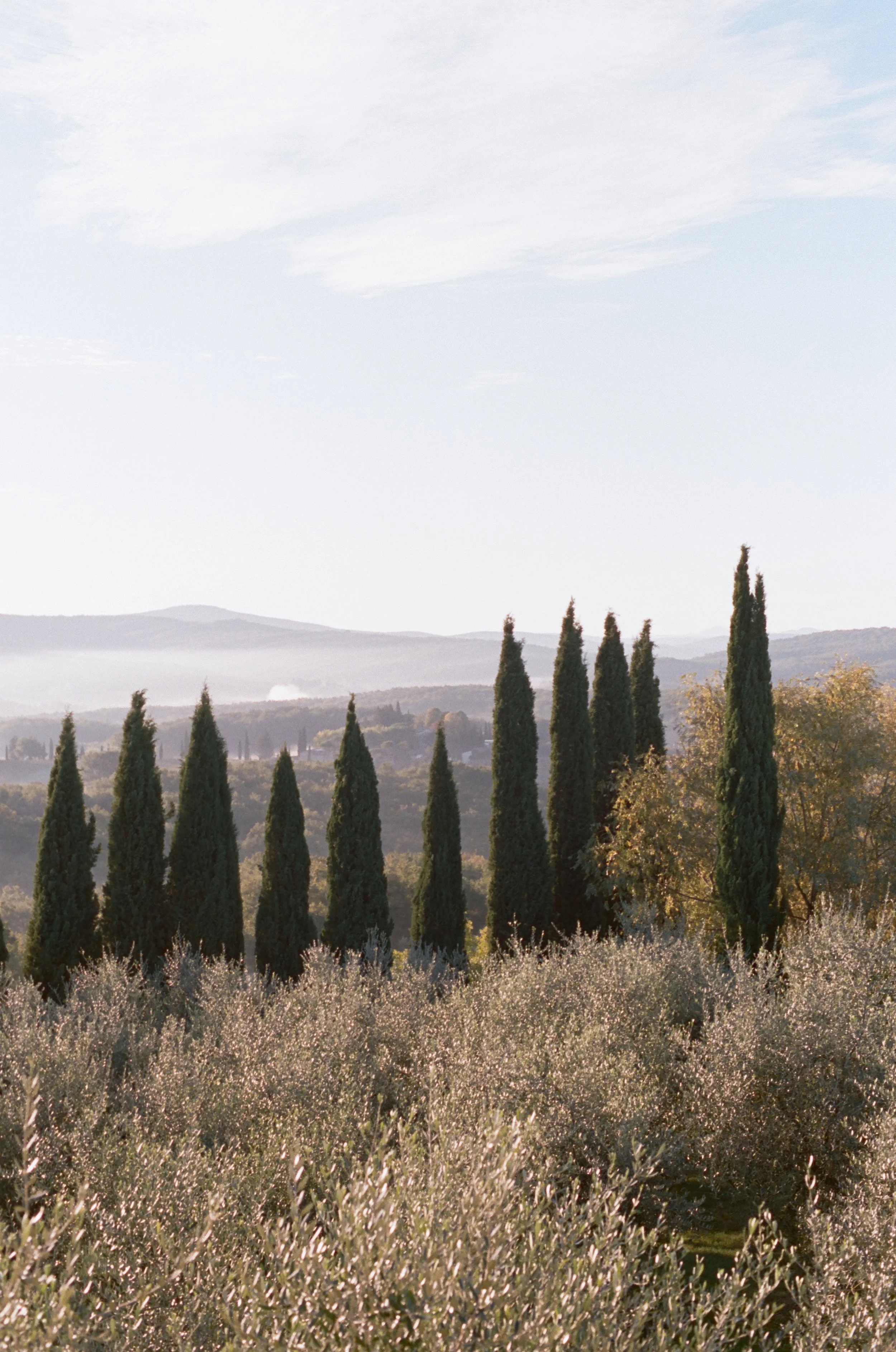 cypress trees at a tuscany wedding venue
