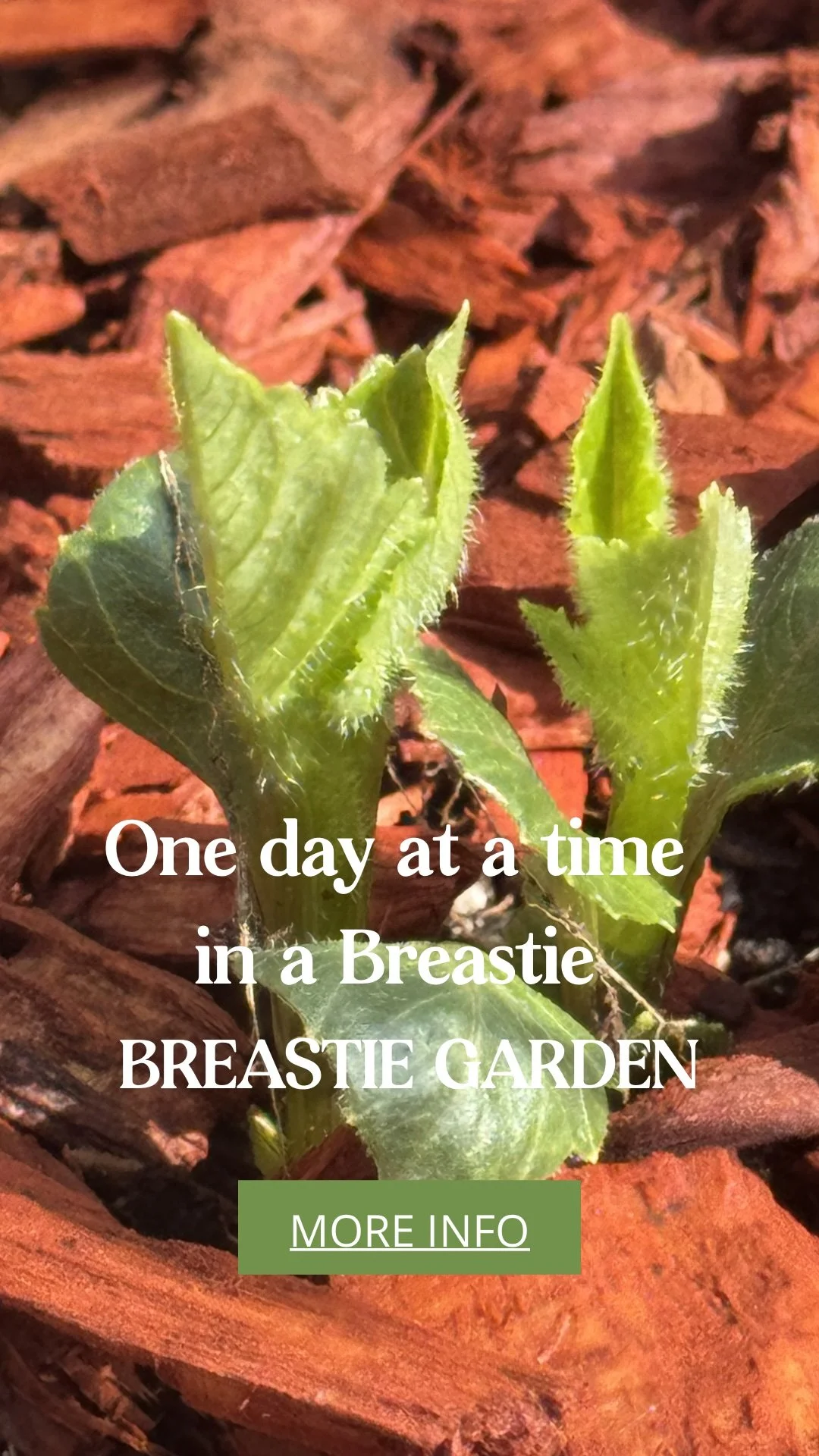 Cancer Treatment Should Not Have to Kill Your Plants Too