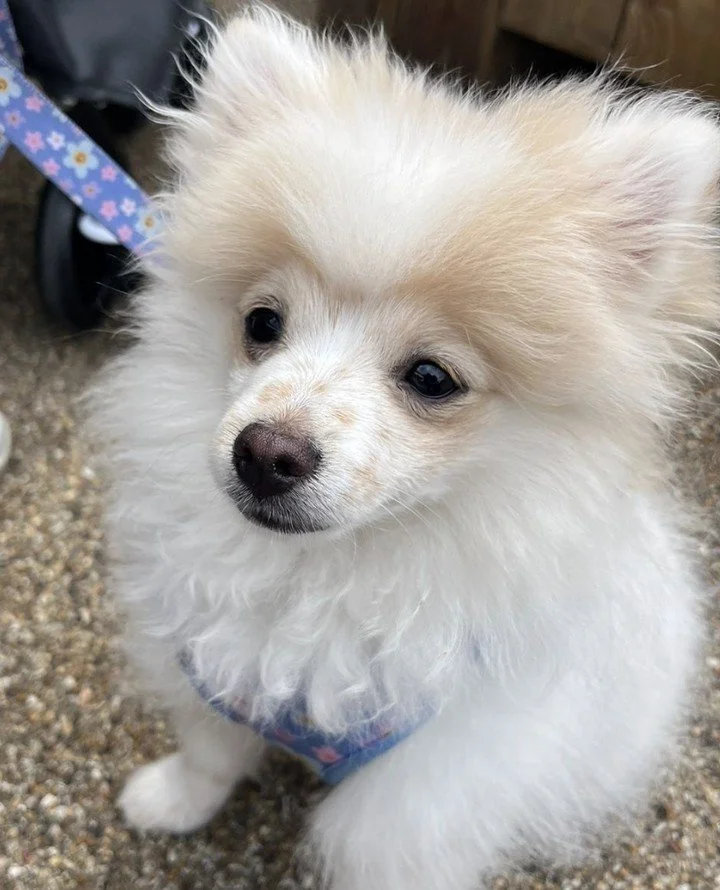 🐩 DOGS OF RIVERSIDE EAST 🐩 ⁠
⁠
A little reminder that our place is VERY dog-friendly.⁠
⁠
Kind of perfect really, as we are situated in the middle of @queenelizabethoympicpark which is a great spot for dog walks, plus, our riverside caf&eacute; has 