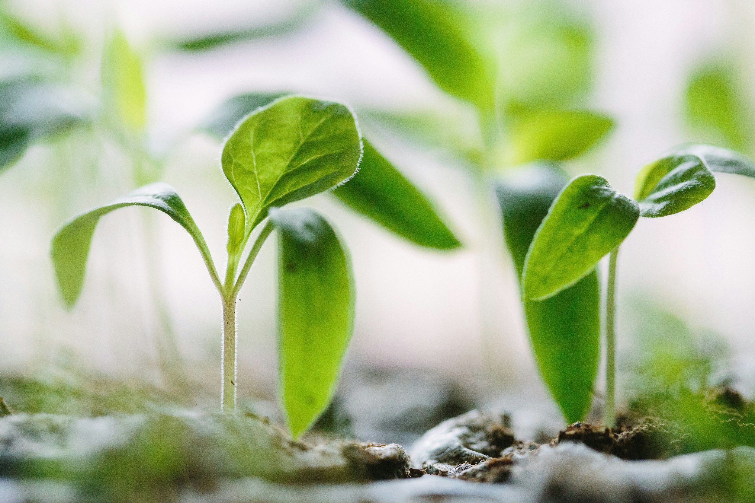 Spiritual Growth (Part 2 of 3)